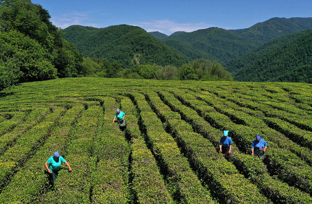 Сбор чая в Краснодарском крае.