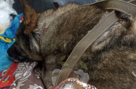 Додобоня в приюте для бездомных животных.