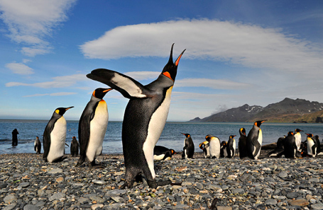 Королевские пингвины на острове Южная Георгия в Антарктиде.