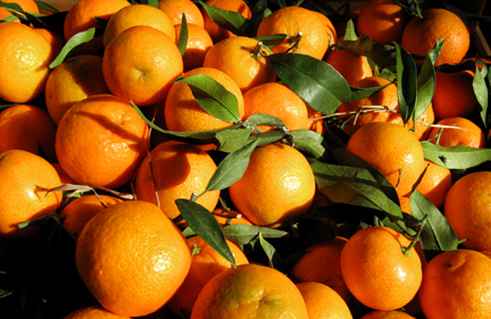 Урожайность апельсинов. Плантация апельсинов в Бразилии. Апельсиновые деревья Бразилии. Бразилия апельсины. Сбор апельсинов в Бразилии.