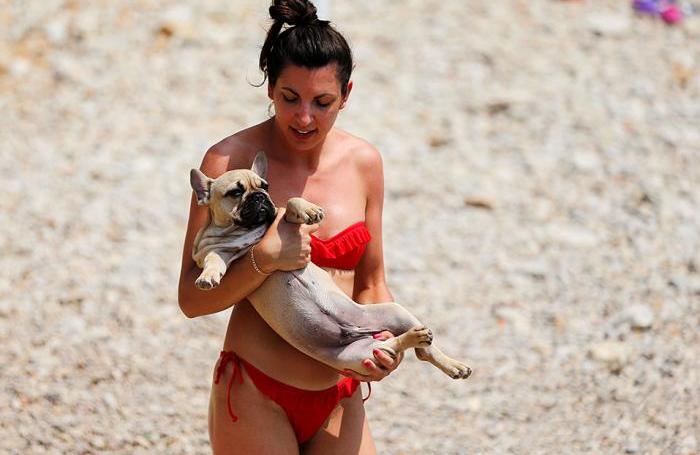 Собачья жизнь