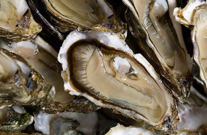 Устрицы и унитазы: как выращивают моллюсков в Нью-Йорке