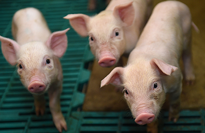 На фермах поставщика «Ашана» и «Перекрестка» нашли африканскую чуму свиней