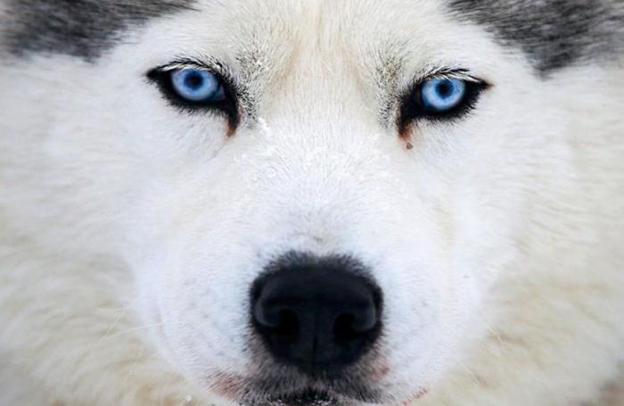 Наперегонки с ветром