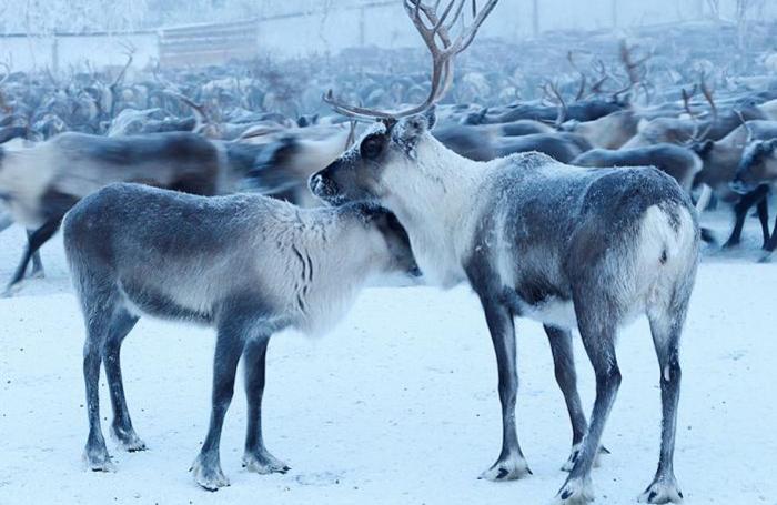 Так вот ты какой, северный олень!