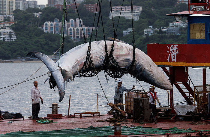 Судно поднимает тушу кита Брайда на корабль в Гонконге.