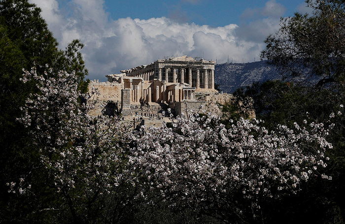 Цветущее миндальное дерево у Акрополя в Афинах.