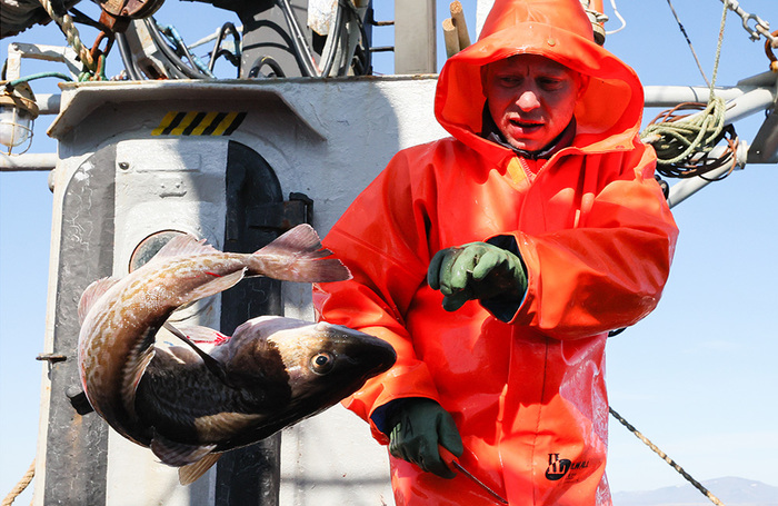 Прибрежный промысловый лов трески в Охотском море.