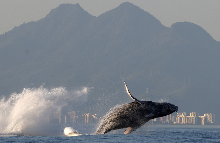 Горбатый кит у берегов Рио-де-Жанейро. Бразилия.