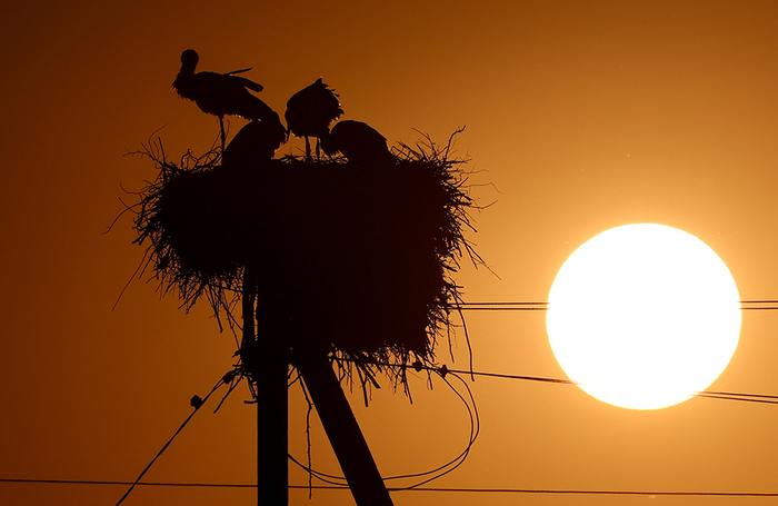 Аисты в Запорожской области.