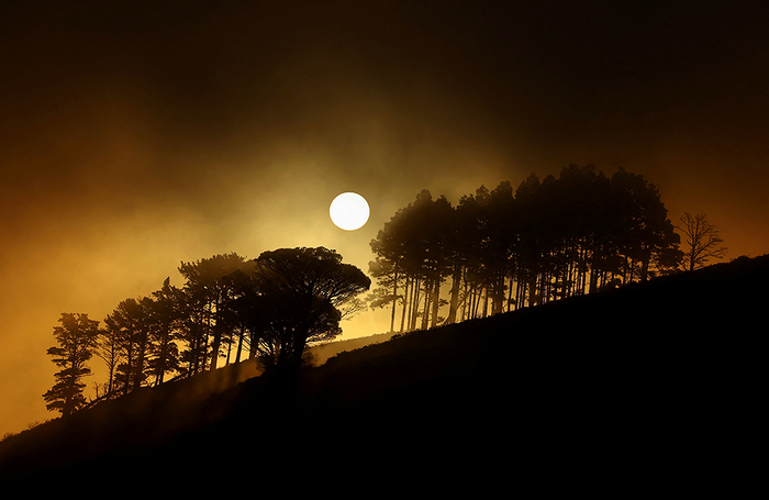 Солнце садится за деревьями на Сигнал-Хилл в Кейптауне, Южная Африка.