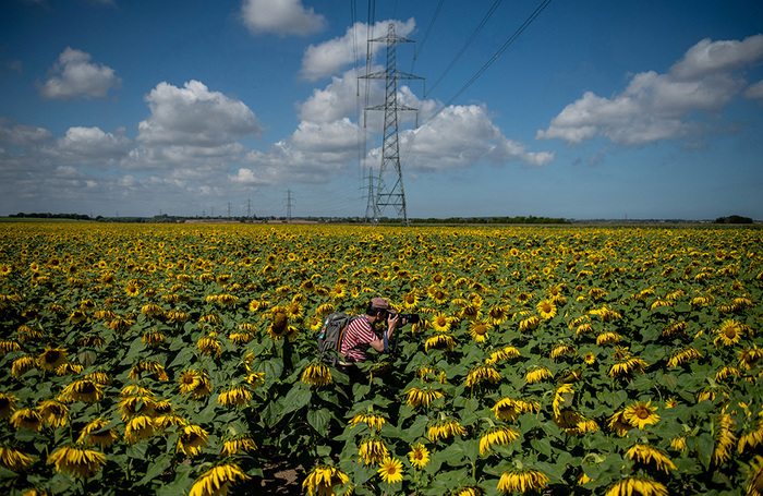 Турист фотографирует подсолнухи в графстве Кент, Великобритания.