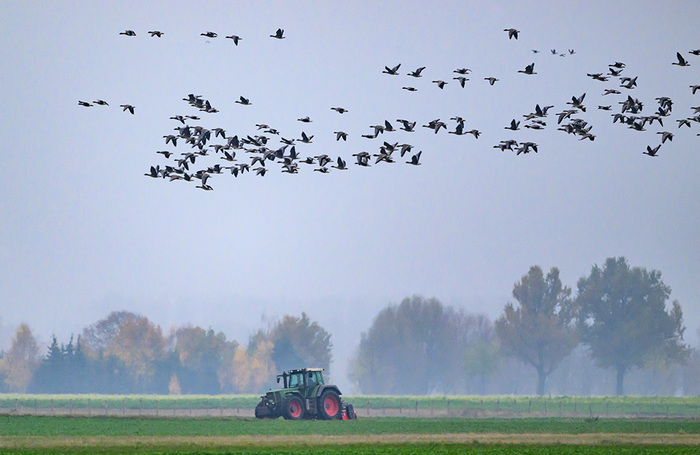 Дикие гуси в немецком Геншмаре.