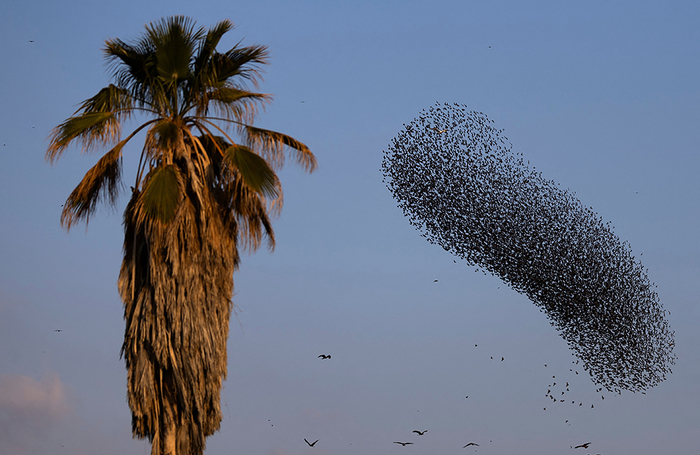 Стая скворцов в небе недалеко от Беэр-Шевы, Израиль.