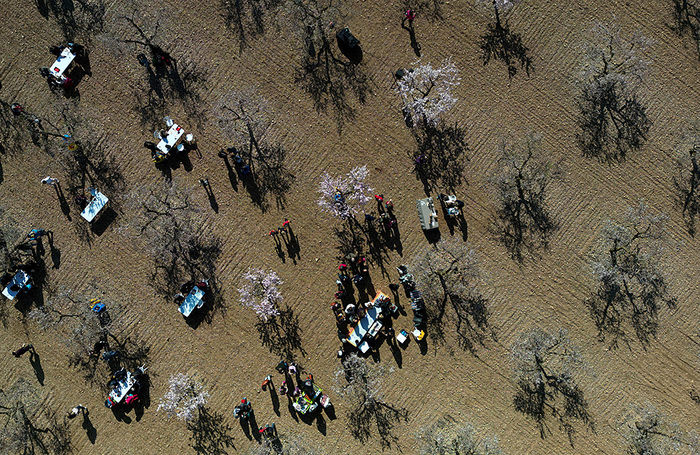 Местные жители наслаждаются закусками рядом с цветущими миндальными деревьями в Арбеке, в каталонской провинции Лерида. Испания.