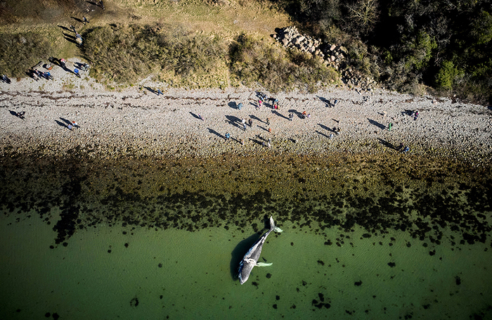 Вид с дрона  на горбатого кита в заливе Лёгтен на острове Фоэлле, Юрсланд, Дания.