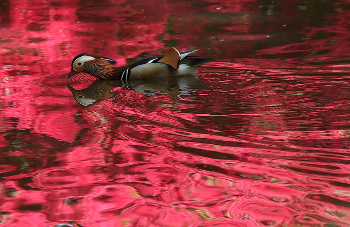 Утка-мандаринка плавает в пруду, в котором отражаются цветущие деревья. Ричмонд-парк. Лондон.