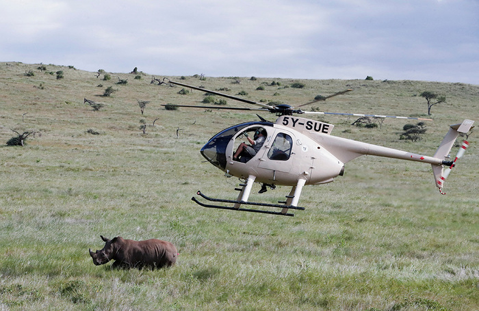 Рейнджеры метят носорогов в заповеднике Лева, расположенном на плато Лайкипия в Кении, чтобы отслеживать их популяцию. 