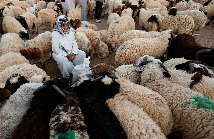 Скот выставлен на продажу на рынке в преддверии праздника Курбан-байрам в Наджафе, Ирак.
