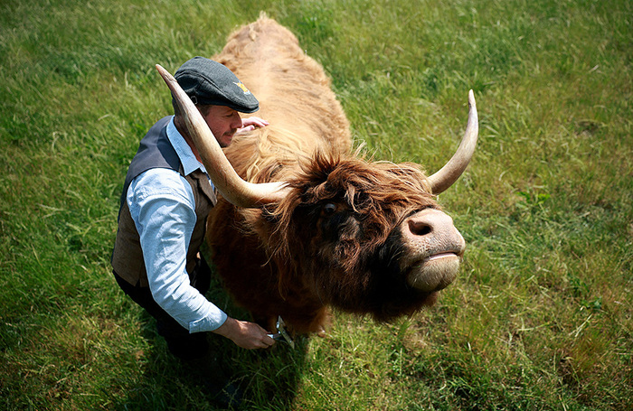 Фермер расчесывает корову породы Хайленд на поле фермы Дамбл в Арраме, Великобритания.