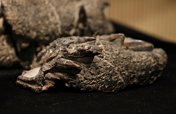 Окаменелые кости древнего крокодила (Kostensuchus atrox), жившего около 70 миллионов лет назад, обнаружены учеными в районе аргентинской Патагонии. Находка экспонируется в Университете Маймонидес в Буэнос-Айресе.