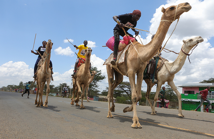 Гонки на верблюдах в Самбуру на севере Кении.