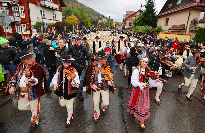 Традиционный парад «редык» в честь возвращения овец с горных пастбищ в Польше