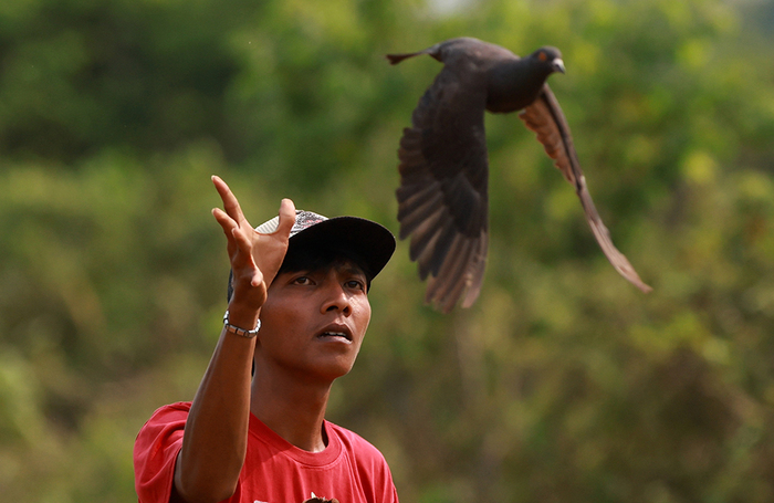 Голубиные гонки в Индонезии