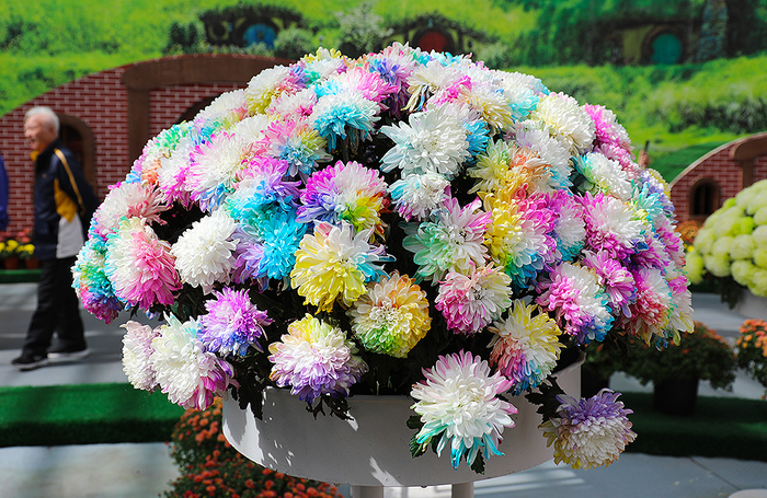 Выставка хризантем в китайском Нанкине