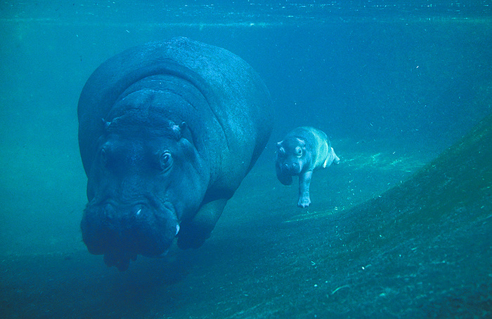 Бегемотиха Нала с детенышем, родившимся в конце сентября, плавают в бассейне Берлинского зоопарка.