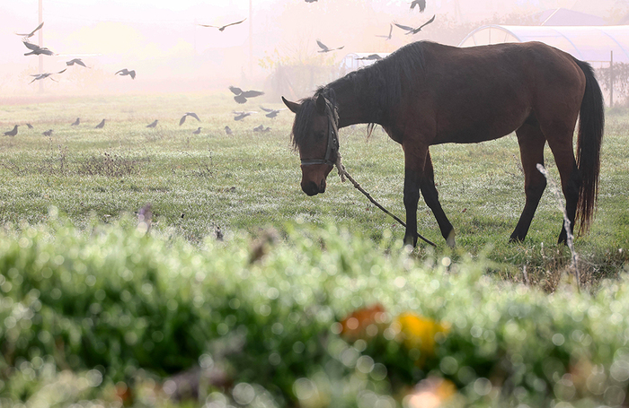 Лошадь в окрестностях села Константиновка в Крыму.