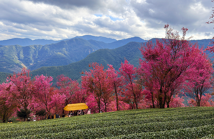 Зимнее цветение сакуры на горе Улян в Китае.