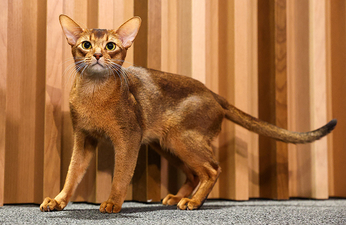 Абиссинский кот из России по кличке Дарлен Флер Далмор Блэк  стал самым красивым в мире котом, возглавив мировой рейтинг Всемирной федерации кошек (WCF).  