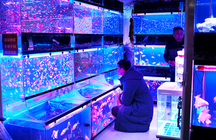 Люди выбирают декоративных рыбок на рынке в городе Шэньян на северо-востоке Китая.