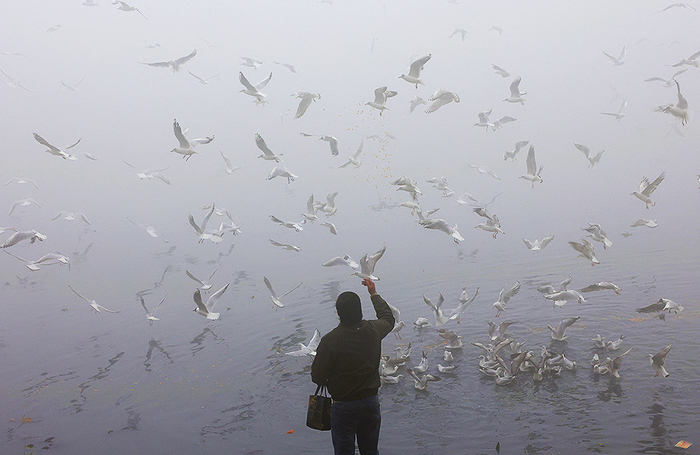Мужчина кормит птиц на берегу реки Ямуна туманным утром в Нью-Дели.