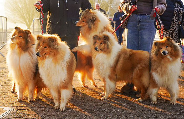 Выставка собак Crufts Dog Show в Бирмингеме.