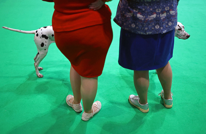 Далматины ожидают оценки на выставке собак в Бирмингеме, Великобритания.