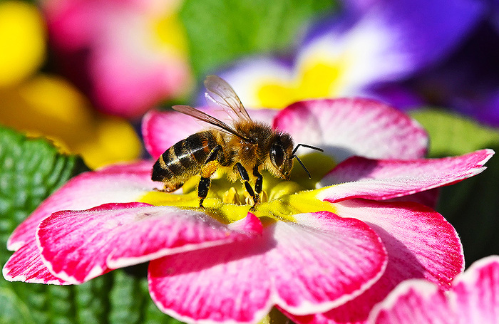 Пчела собирает пыльцу с цветов в чешском Баков-над-Йизероу.