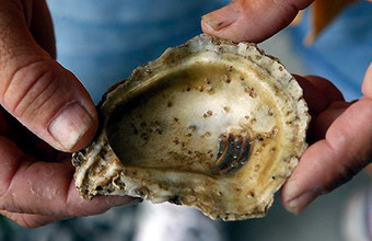 Японское цунами накрыло мировой устричный рынок