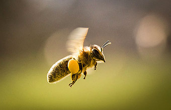 Неправильные осы? Насекомые атакуют московские детсады