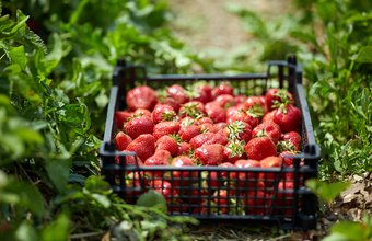 Плохая погода повлияла на качество ягод