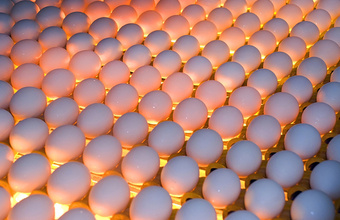 Россельхознадзор разъяснил ситуацию с дефицитом яиц, необходимых для вакцин