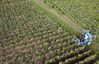 Производство французского вина может сократиться на треть
