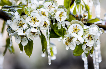 Прихоти майской погоды: снег в Москве отменяется, но ночью будут заморозки