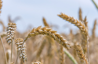 Anadolu: ООН предложила разморозить активы российских компаний ради зерновой сделки