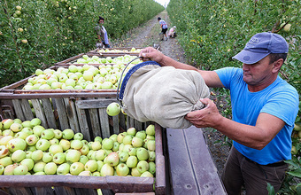 У сельхозпредприятий наблюдается острая нехватка сезонных работников