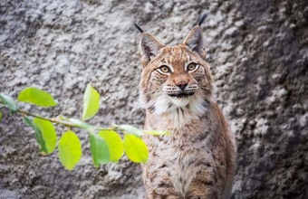 Количество рысей в Подмосковье выросло до 80 особей