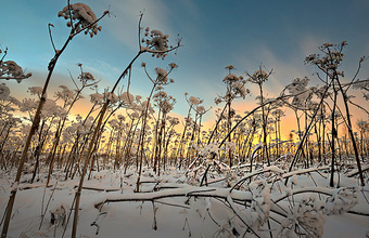 Житель Ярославской области не уследил за борщевиком и лишился участка