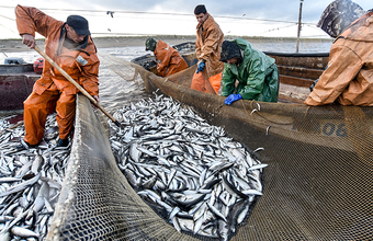 Росрыболовство: в 2026 году рыбаки из России смогут осуществлять промысел и в российской экономзоне, и в норвежской