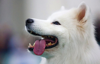 Немецкий шпиц возглавил список популярных собак в России